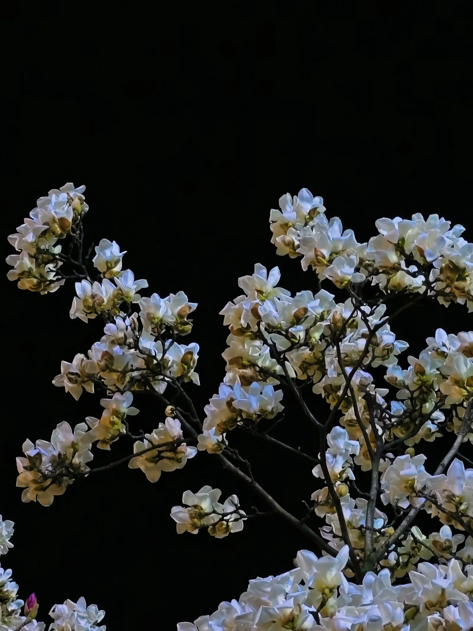Gallery 30